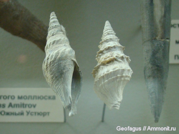 гастроподы, ПИН, Clavatula, Clavatula polonica