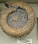Аммонит Speetoniceras versicolor