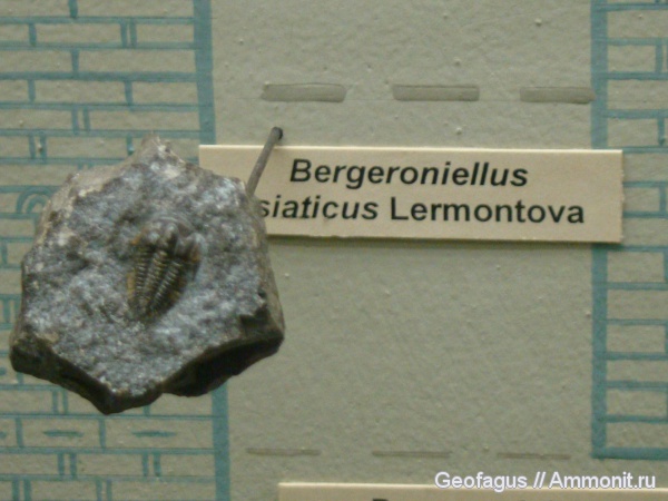 трилобиты, ПИН, Bergeroniellus, Bergeroniellus siaticus