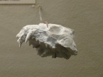 Череп Cynodictis sp.
