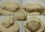 КОПИЯ Трилобита Delphasaphus