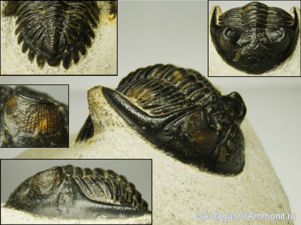 трилобиты, Марокко, Hollardops, Phacopida, Hollardops mesocristata, Acastidae, Phacopina, Asteropyginae