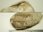 Гипостома трилобита Asaphus sp.