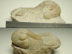 Трилобит Illaenus sp. (помогите с определением)
