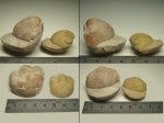 Illaenus sp. два свёрнутых