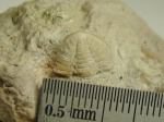 Пигидий трилобита из семейства Pterygometopidae