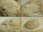 Цефалон трилобита из семейства Pterygometopidae