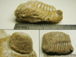 Часть экзоскелета трилобита из семейства Pterygometopidae