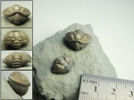 Flexicalymene retrorsa два свёрнутых друга