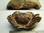 Краб Coeloma taunicum