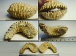 Двустворка Rastellum sp.