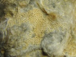 Меловая мшанка с двустворки Rastellum sp.