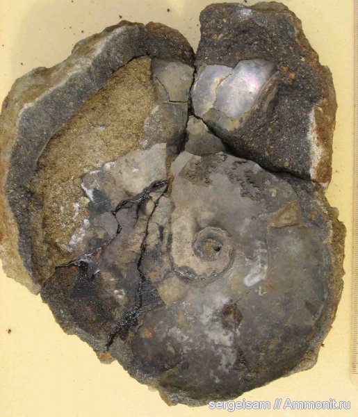 мел, альб, Anadesmoceras, Albian, Cretaceous