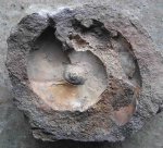 Отпечаток аммонита Anadesmoceras (33)