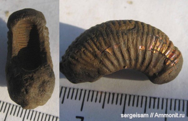 аммониты, юра, оксфорд, Perisphinctidae, Ammonites, р. Клязьма, Болгары, Oxfordian, Jurassic