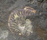 Отпечаток аммонита Amoeboceras