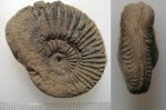 Деформированный Amoeboceras