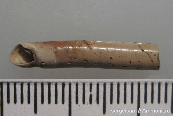 юра, оксфорд, лопатоногие моллюски, Laevidentalium, Болгары, Oxfordian, Jurassic