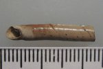 Laevidentalium sp