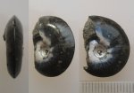 Аммонит Garniericeras catenulatum