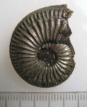 Amoeboceras serratum