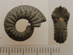 Amoeboceras tuberculatoalternans