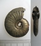 Amoeboceras koldeweyense Sykes et Callomon 1979