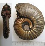 Amoeboceras serratum