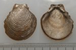 Entolium erraticum