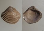 Astarte mnevnikensis