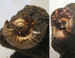 Lomonossovella lomonossovi?