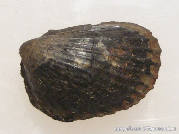 юра, двустворчатые моллюски, Limea consobrina, Jurassic