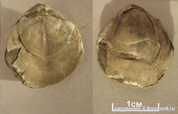 брахиоподы, юра, Капотня, Terebratulida, Jurassic