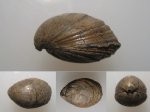 Russiella 3