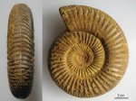Dichotomoceras