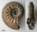 Kosmoceras proniae