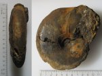 Anadesmoceras strangulatum Casey (83)
