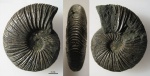 Virgatites virgatus