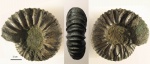 Virgatites