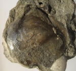 Entolium sp.