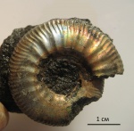 Craspedites 1