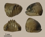 Ivanoviella sp.