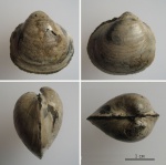 Protocardia concinna