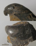 Buchia sp.