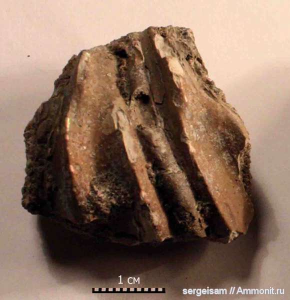 мел, серпулы, нижний альб, Serpulidae, Parsimonia, Cretaceous
