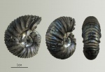 Маленький Virgatites pallasianus