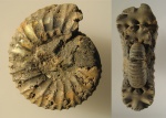 Dorsoplanites panderi Dorsoplanites panderi