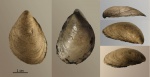 Buchia krotowi