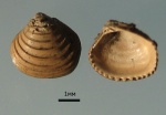 Astarte mnevnikensis