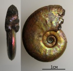 Brightia sp.
